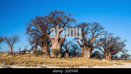 Boab trees in the Nxai Nationwide park, Botswana, Boab-Baüme im Nxai National Park Stock Photo