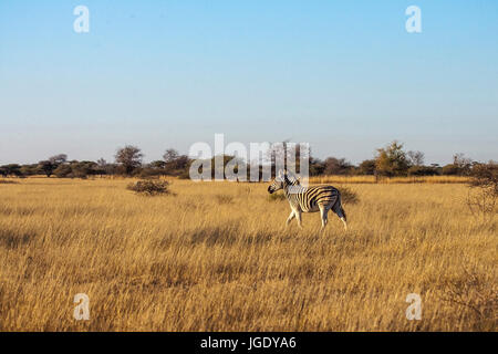 Steppe zebra, Equus quagga, Nxai Nationwide park, Botswana, Steppenzebra ( Equus quagga), Nxai National Park Stock Photo
