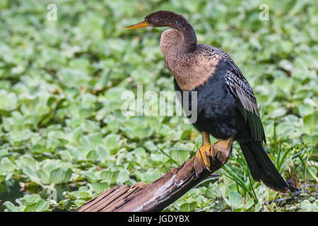 American queue neck bird, Anhinga anhinga, Amerikanischer Schlangenhalsvogel (Anhinga anhinga) Stock Photo