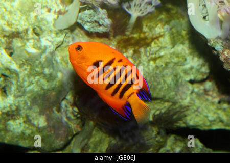 Fire-midget emperor, Feuer-Zwergkaiser  Flame Angelfish   Centropyge loriculus Stock Photo