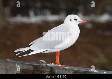 Black-headed gull in winter, Lachmoewe im Winter Stock Photo