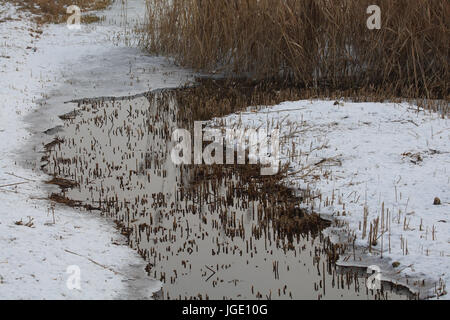 Pond in winter, Teich im Winter Stock Photo