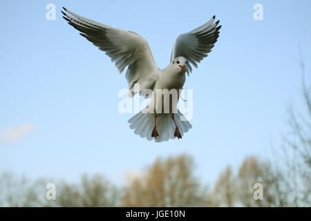 Black-headed gull in the flight, Lachmoewe im Flug Stock Photo