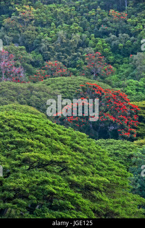 African tulips bloom among the canopy of trees in the National Tropical Botanical Garden on Hawaii’s Island of Kauai. Stock Photo