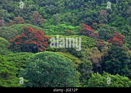 African tulips bloom among the canopy of trees in the National Tropical Botanical Garden on Hawaii’s Island of Kauai. Stock Photo