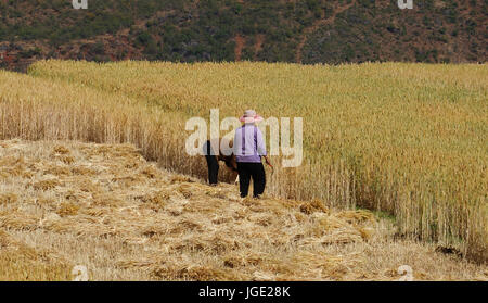 Yunnan, China - Apr 24, 2014. Unidentified Chinese farmers work in a rice field in Yunnan, China. For many farmers rice is the main source of income ( Stock Photo