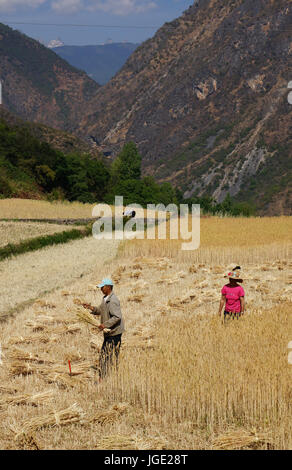 Yunnan, China - Apr 24, 2014. Unidentified Chinese women work in a rice field in Yunnan, China. For many farmers rice is the main source of income (ar Stock Photo