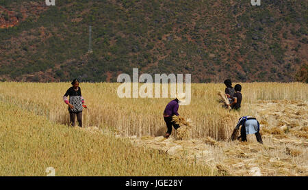 Yunnan, China - Apr 24, 2014. Unidentified Chinese people work in a rice field in Yunnan, China. For many farmers rice is the main source of income (a Stock Photo