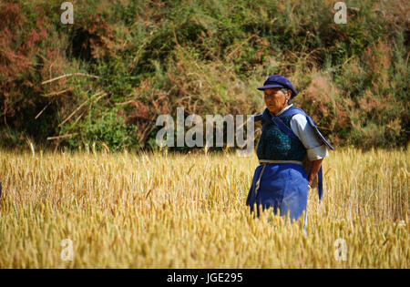 Yunnan, China - Apr 24, 2014. A farmer works in a rice field in Yunnan, China. For many farmers rice is the main source of income (around $800 annual) Stock Photo