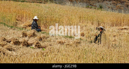 Yunnan, China - Apr 24, 2014. Chinese people work in a rice field in Yunnan, China. For many farmers rice is the main source of income (around $800 an Stock Photo