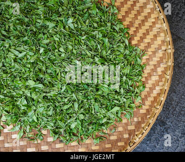 Drying tea leaves in the bamboo basket at tea factory. Close up. Stock Photo