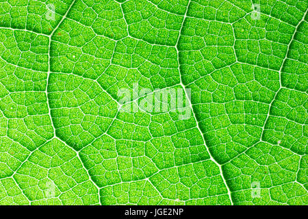 Teak (Tectona grandis) leaf detail, Teak is a tropical hardwood tree native to south and southeast Asia Stock Photo