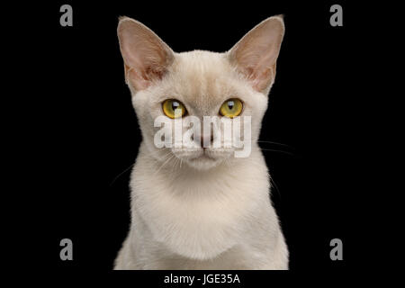 Burmese Kitten isolated on black background Stock Photo