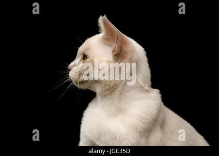 Burmese Kitten isolated on black background Stock Photo