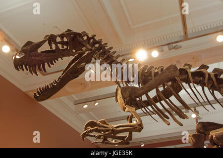 museum t rex Tyrannosaurus Rex skeleton dramatically lit silhouette bones fossil Stock Photo