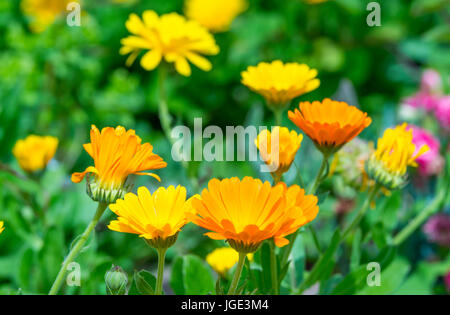 Calendula officinalis (Pot Marigold) flowers in Summer in West Sussex, UK. AKA Common Marigold, Ruddles, Scotch Marigold, English Marigold. Stock Photo