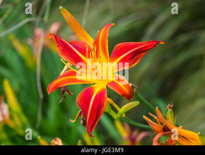 Daylily 'Red Precious' (Hemerocallis 'Red Precious') flower in Summer in West Sussex, England, UK. Closeup macro Stock Photo