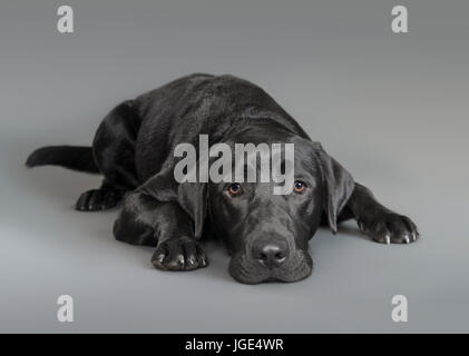 Portrait of dog laying on floor Stock Photo