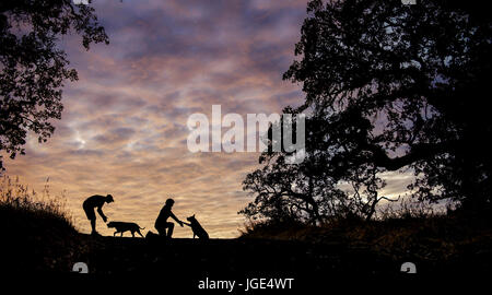 Silhouette of Caucasian couple with dogs in field Stock Photo