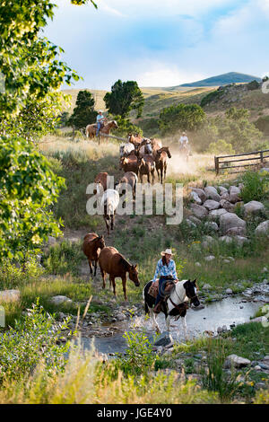 Caucasian cowboys and cowgirl herding horses across creek Stock Photo