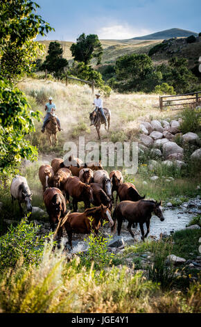 Caucasian cowboys herding horses across creek Stock Photo