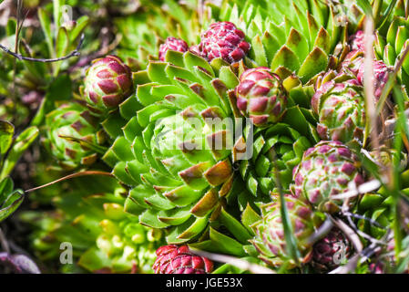 Jovibarba globifera colored blooming in a garden in Poland,spring time. Stock Photo
