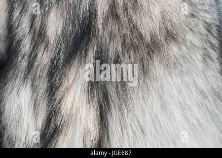 Wolf fur. Fur of wolf close up texture.