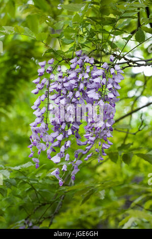 Wisteria sinensis flowers in the woods. Stock Photo