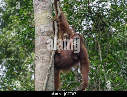 Mother orangutan and look-alike baby high in a tree, Tanjung Puting National Park, Kalimantan, Indonesia Stock Photo