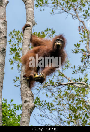 High up a tree, an orangutan hangs on while eating bananas, Tanjung Puting National Park, Kalimantan, Indonesia Stock Photo