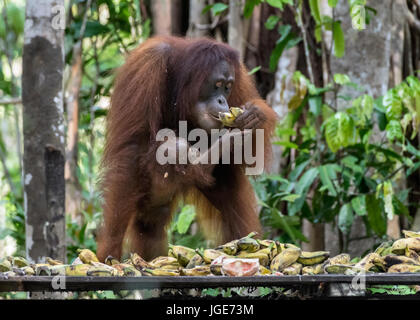 Young baby orangutan reaching for mother's banana at a feeding station, Tanjung Puting NP, Indonesia Stock Photo