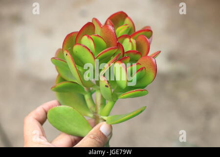 Close up of Crassula ovata or also known as Jade plant Stock Photo
