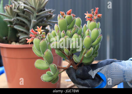 Cotyledon tomentosa or known as Bear's Paw Stock Photo