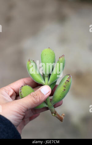 Cotyledon tomentosa or known as Bear's Paw Stock Photo