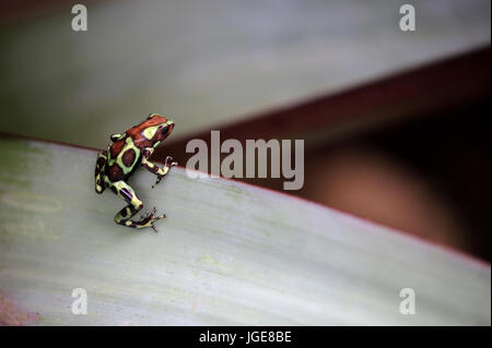 Green and black poison dart frog Stock Photo