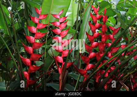 Heliconia flowers in the rainforest, Hawaii Stock Photo