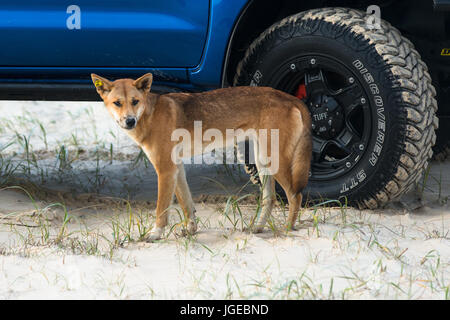 Dingo on 75 mile beach, Fraser Island, Queensland, Australia Stock Photo