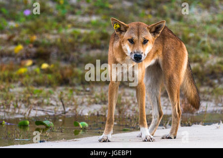 Dingo on 75 mile beach, Fraser Island, Queensland, Australia Stock Photo