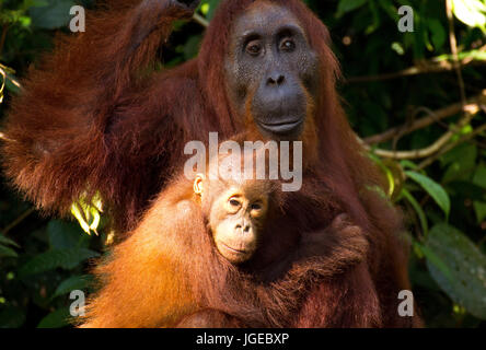 Orangutan family in the jungles of Kalimantan, Indonesia Stock Photo