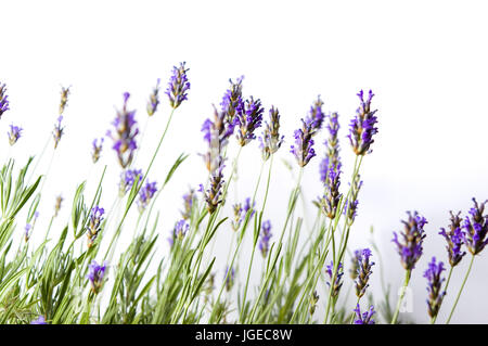 Fresh lavender flowers isolated on white background Stock Photo