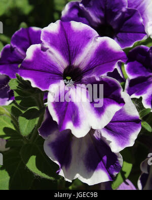 Vibrantly coloured purple and white striped petunia flower, growing outdoors in the summer. Stock Photo