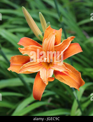 Flowering Day-lily flowers Hemerocallis flower , closeup in the sunny ...