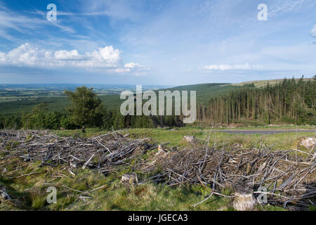 Forestery on the 'Stang' overlooking Teesdale from Arkengarthdale in North Yorkshire. Stock Photo