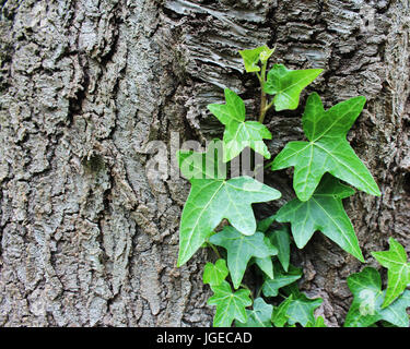 Common Ivy (Hedera helix) growing on a cherry tree, high contrast image. Stock Photo