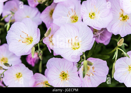 Macro closeup of pink evening primrose flowers in garden Stock Photo
