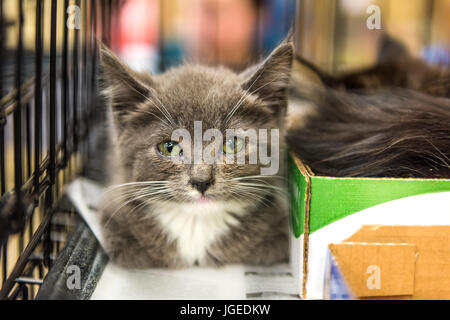 Closeup of adorable tiny russian blue grey and white kitten with green eyes in cage Stock Photo