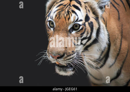 Closeup portrait of beautiful tiger on dark background Stock Photo