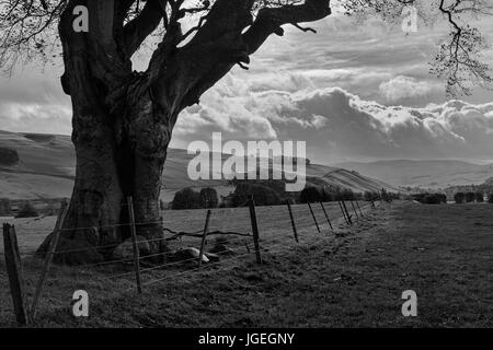 Country near Barony Castle, Eddleston, Scottish Borders, UK: black and white version Stock Photo