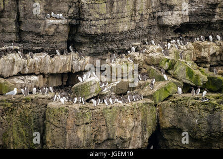 Common guillemots Uria Aalge nesting on sides of cliffs in Anglesey Wales Stock Photo