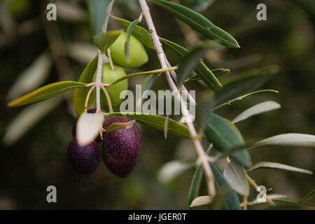 Close-up of olive on branch in farm Stock Photo